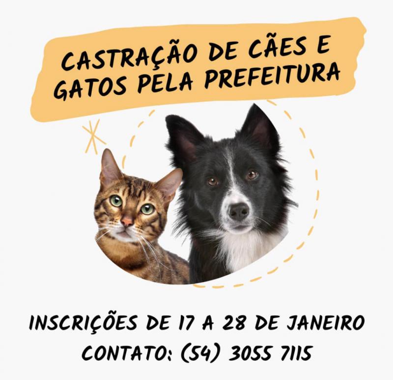 Castração de Cães e Gatos
